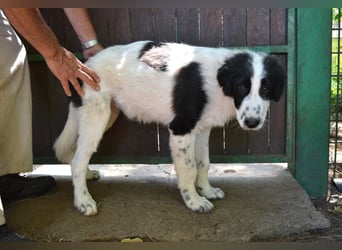 Lambertino - Pünktchen möchte nach Hause