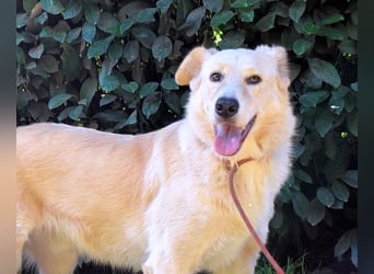 Antiloco - Nur ein Wunsch: endlich nach Hause!