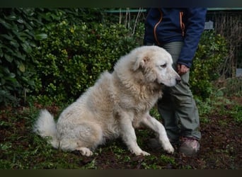 Gherardo - Ein Adler bleibt ein Adler...