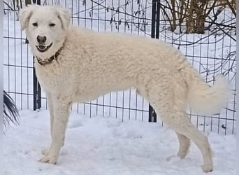 Bullo - weißer Eisbär mit sanfter Seele