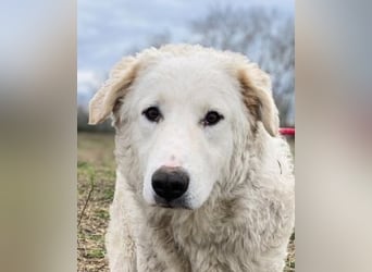 Tonia - eine sanfte Seele mit Flausen im Kopf