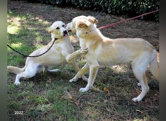 Antiloco - Nur ein Wunsch: endlich nach Hause!