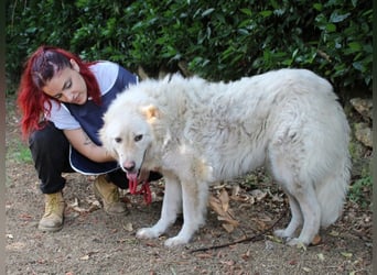 Pinturicchio - Finde den Fehler!