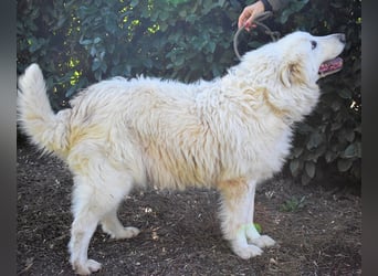 Hadriano - Viel mehr als nur einer unter vielen!