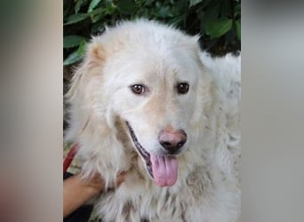 Pinturicchio - Finde den Fehler!