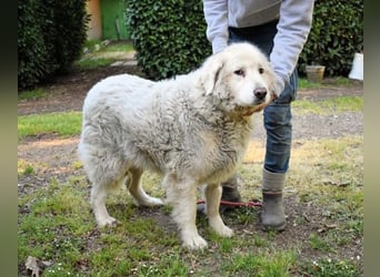 Gorivah - Das Leben ist zu kurz...