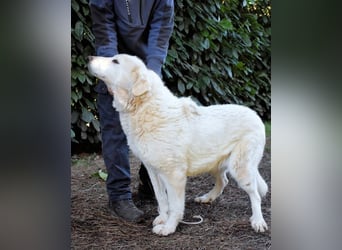 Makeen - es ist die Ohnmacht.....