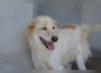 Pratheep - Vom Clan der Fussel - Pfoten