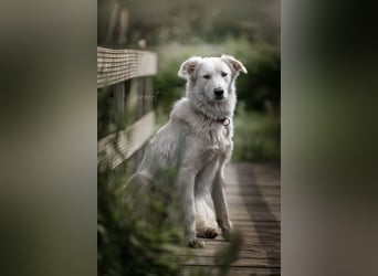 Tennison - Fellknäuel sucht dringend großes Körbchen