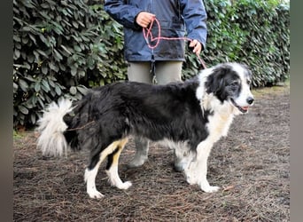 Hindah - Dreieinhalb Sommersprossen