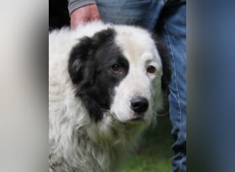 Mathis - mit dem treuen Blick