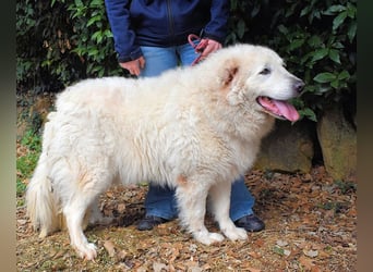 Tallulah - Grandezza auf vier Pfoten!