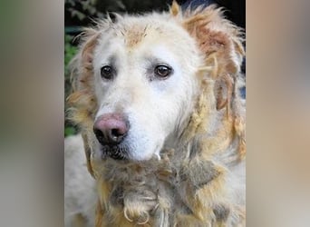 Akamu - Sucht seinen passenden Deckel