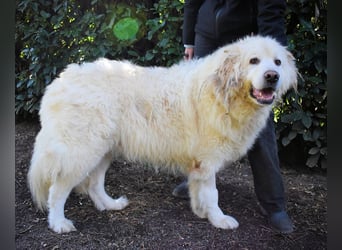 Balvin - Andere schauen bis zum Horizont