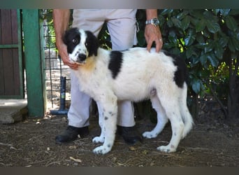 Lambertino - Pünktchen möchte nach Hause