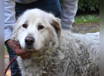 Gorivah - Das Leben ist zu kurz...