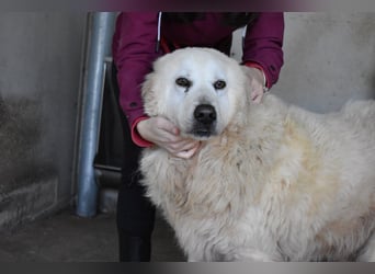 DaigDaigle - "Tauschen Sie den Rest Ihres Zögerns gegen den Rest meines Lebens!"