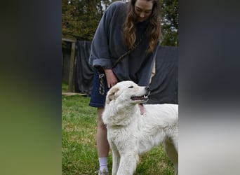 Boss - Wenn ein Name täuscht und ein Herz gewinnt