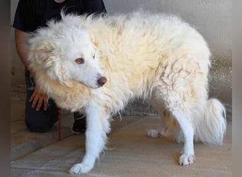 Haigen - Free HAIGEN