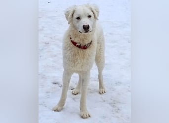 Bullo - weißer Eisbär mit sanfter Seele