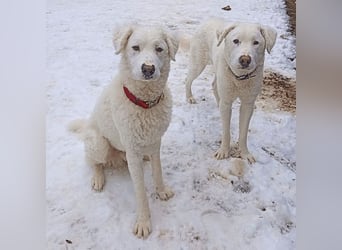 Bullo - weißer Eisbär mit sanfter Seele