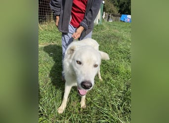 Boss - Wenn ein Name täuscht und ein Herz gewinnt