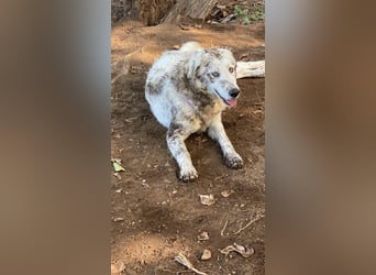 Mulan - eine weiße Herzensbrecherin und ihre drei Schwestern