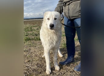 Mulan - Sanfte Präsenz, großes Herz