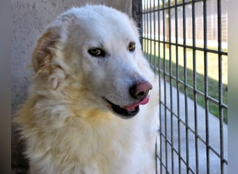 Folquet - Im falschen Leben