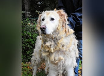 Akamu - Sucht seinen passenden Deckel