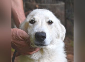 Yasmine - freundlicher Sonnenschein sucht sonniges Plätzchen