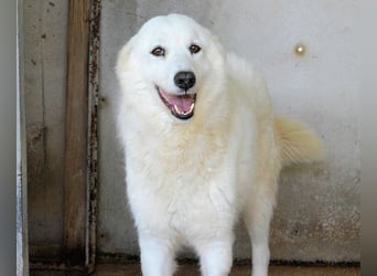 Amaya - So schön und so schrecklich?