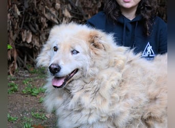 Dominico - Die Stimme des Windes