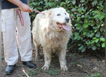 Noak - Alles nur Wunschdenken... ?