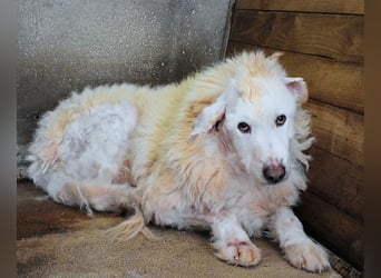 Haigen - SOS - Wenn das Foto zur Anklage wird.