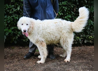 Leofric - Kleiner Löwe hat Großes vor