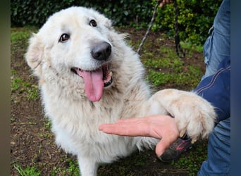 Tallulah - Grandezza auf vier Pfoten!