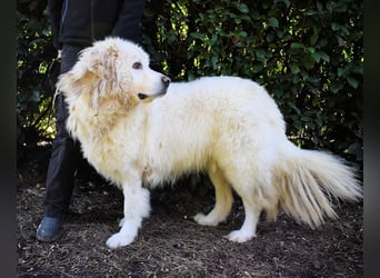 Balvin - Andere schauen bis zum Horizont