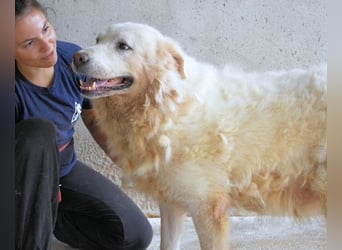 Eskie - aber bitte mit Sahne ins Glück!