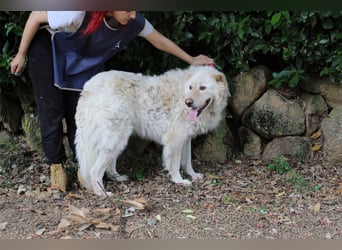 Pinturicchio - Finde den Fehler!