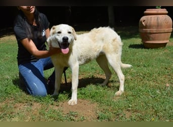 Neeko - Traumhund sucht Traummenschen