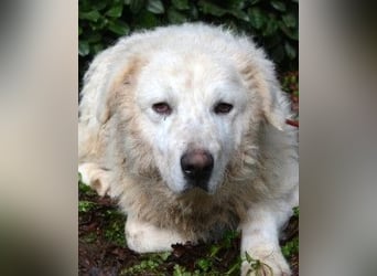 Gherardo - Ein Adler bleibt ein Adler...