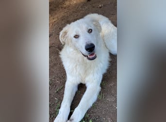 Madea - eine weiße Herzensbrecherin und ihre drei Schwestern