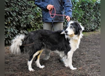 Hindah - Dreieinhalb Sommersprossen