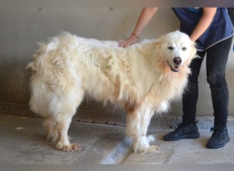 Jaafar - Der sanfte Riese