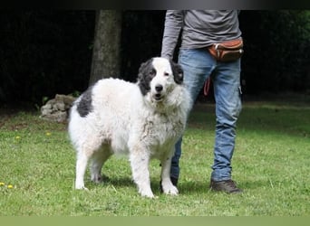 Mathis - mit dem treuen Blick