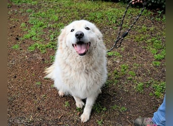 Tallulah - Grandezza auf vier Pfoten!