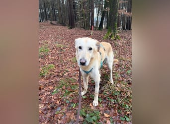 Yannick - SOS- Dringend Pflegestelle oder Zuhause gesucht - verloren zwischen Angst und Bindung