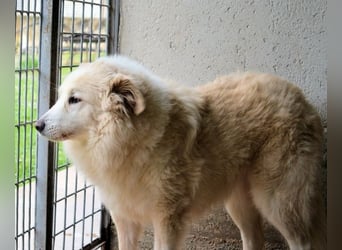 Olivielle- Junge Dame im Bärenmantel