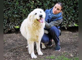 Hadriano - Viel mehr als nur einer unter vielen!